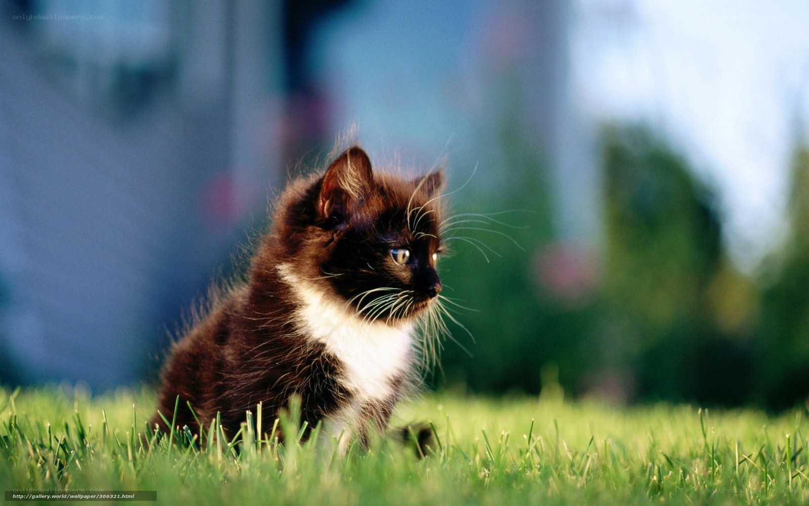 kitten on green grass
