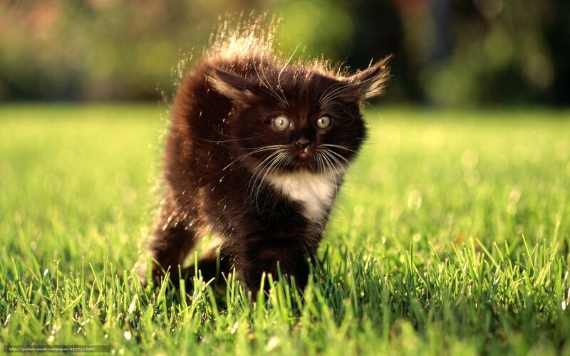 kitten on green grass