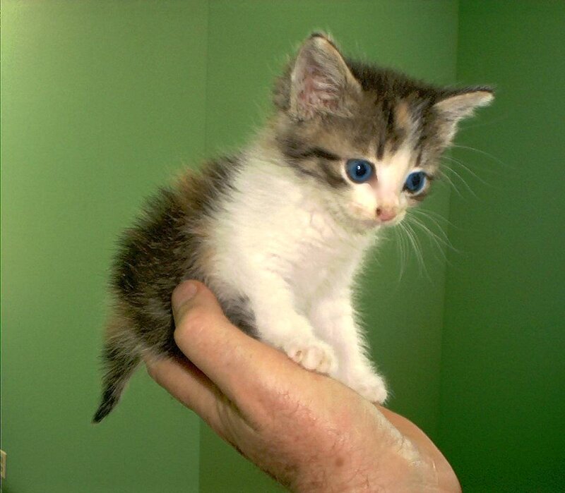 Kitten on Hand — Green