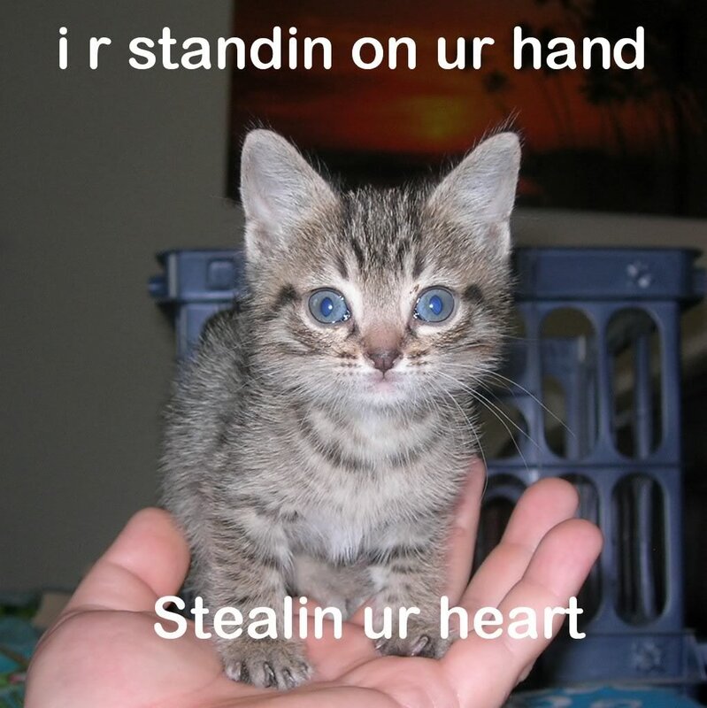 kitten on hand