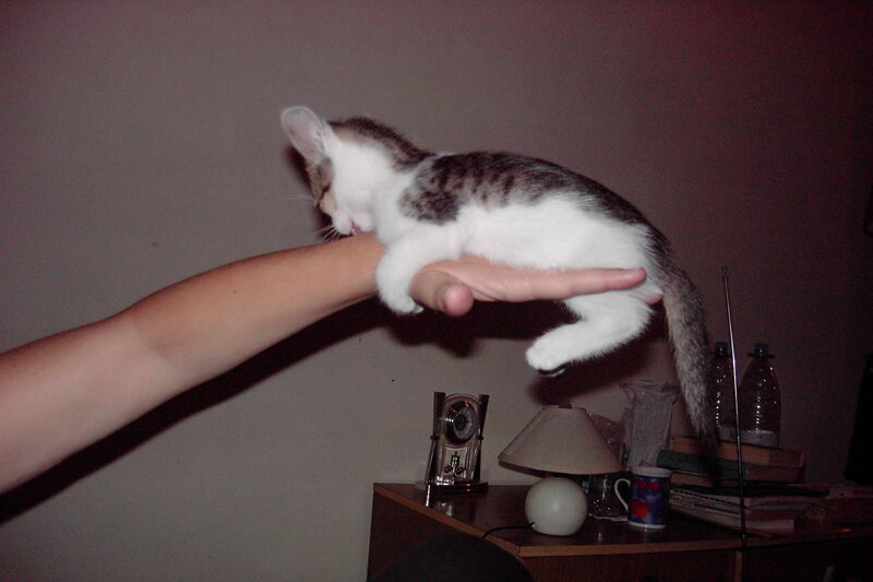 Kitten on Hand — White