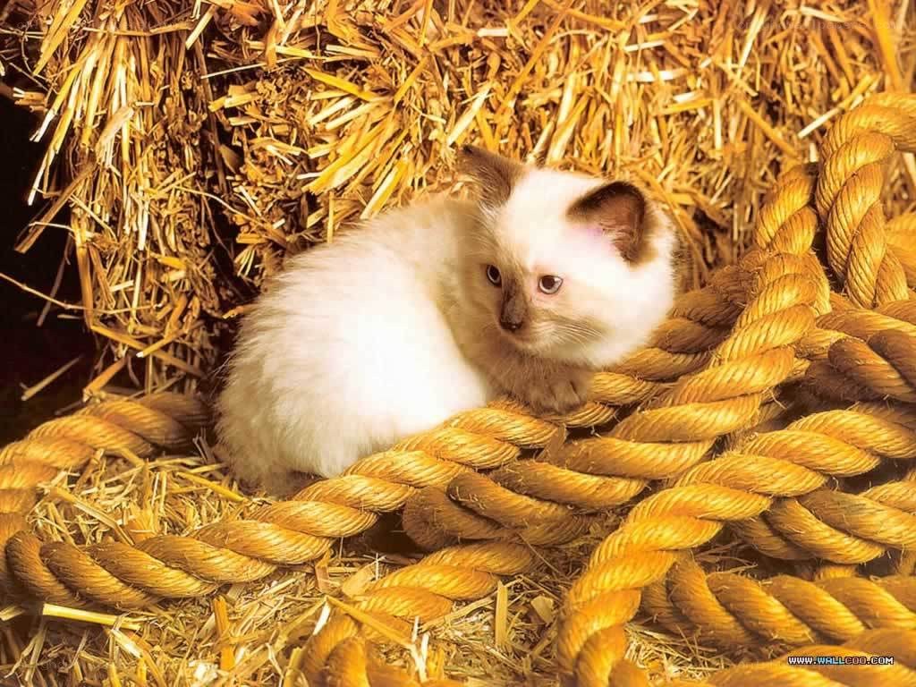 kitten on hay and rope
