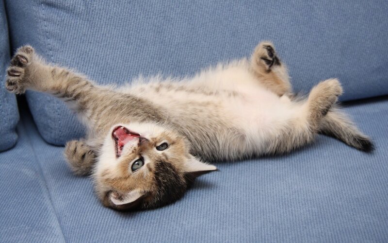 Kitten on Its Back — Blue