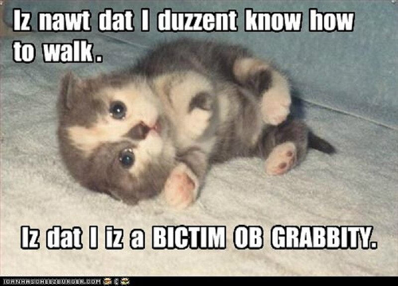 Kitten on Its Back — Gray
