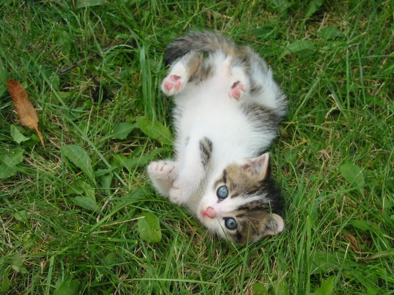 Kitten on Its Back — Green