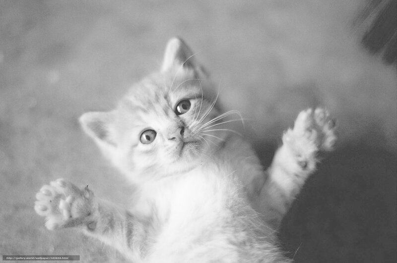 kitten on its back
