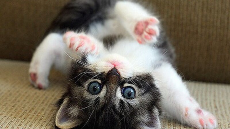 Kitten on Its Back — White, Playful