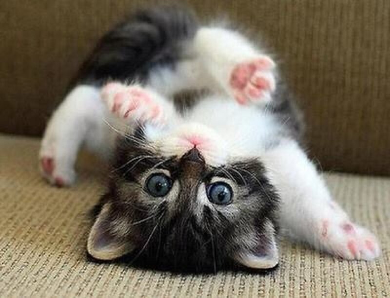 Kitten on Its Back — White