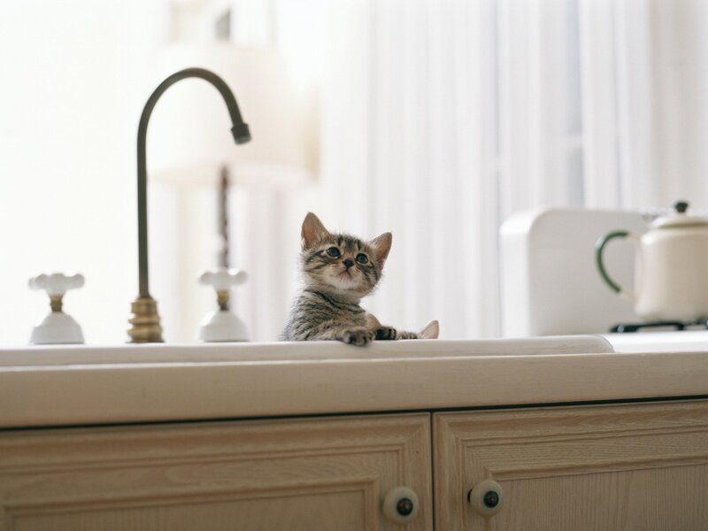 kitten on kitchen counter