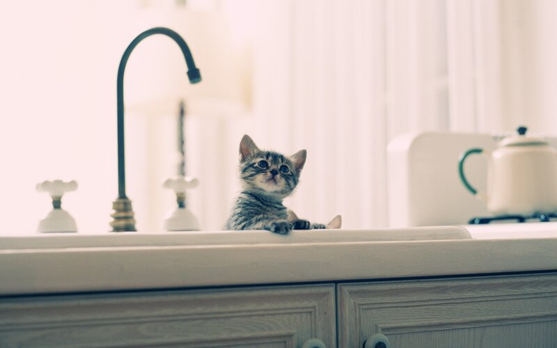 kitten on kitchen counter
