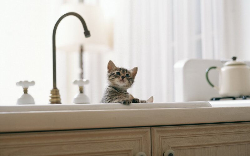 kitten on kitchen counter