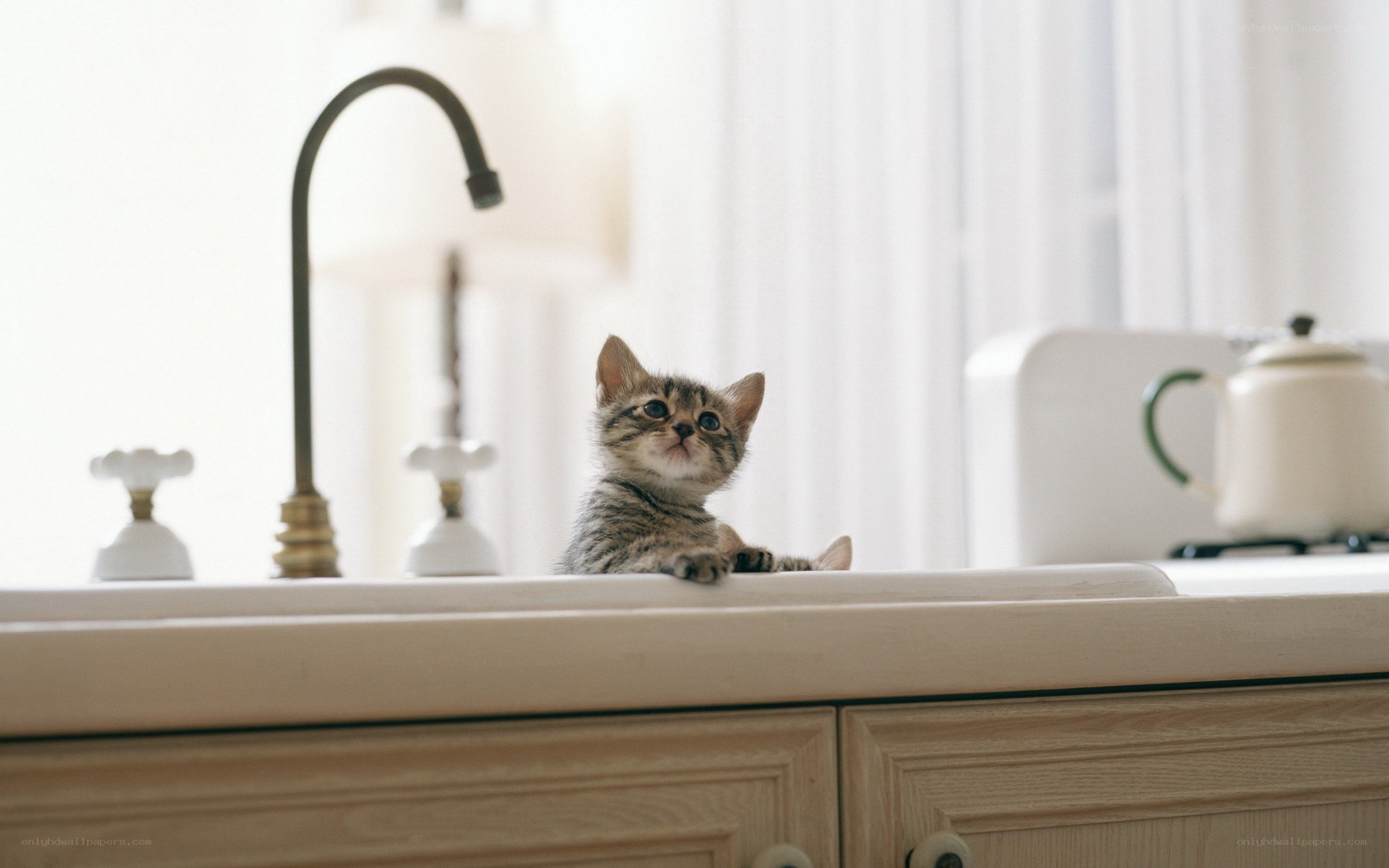 kitten on kitchen counter