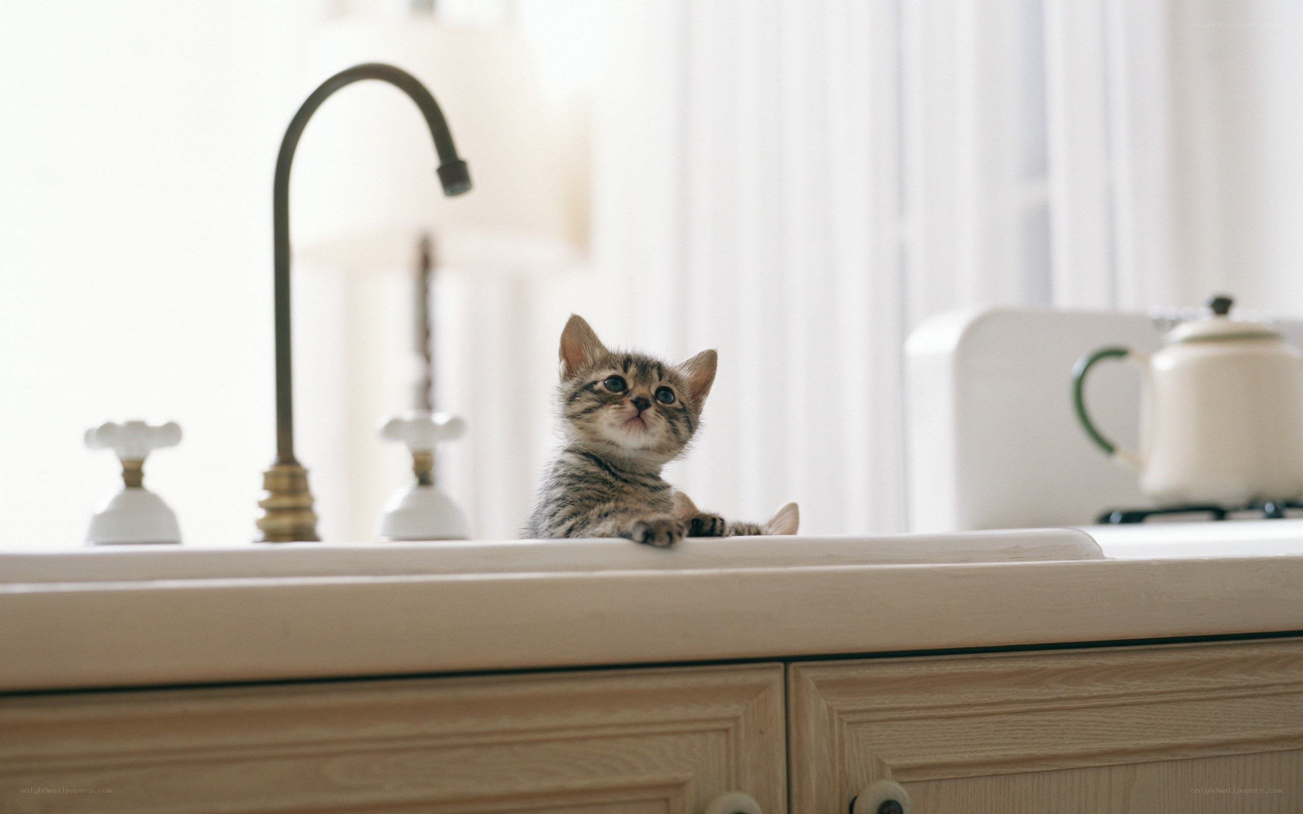 kitten on kitchen counter