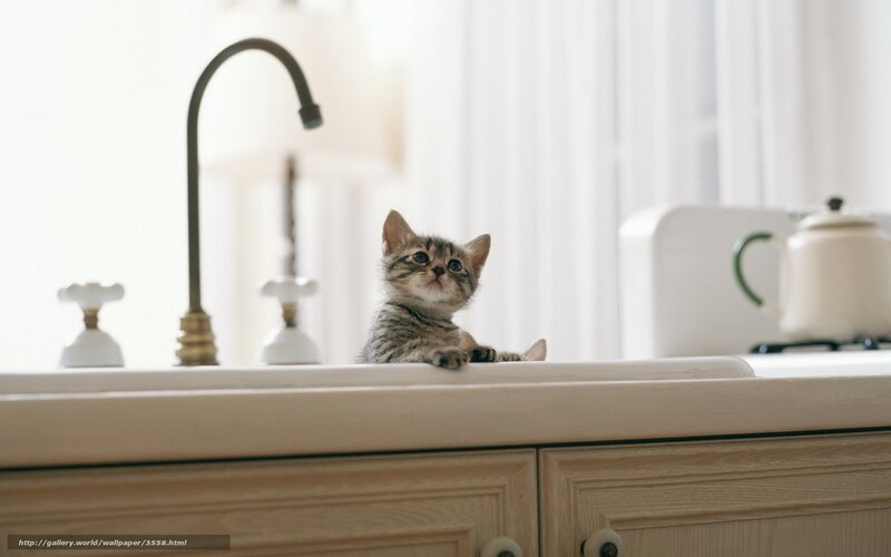 kitten on kitchen counter
