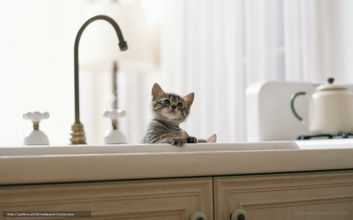 kitten on kitchen counter