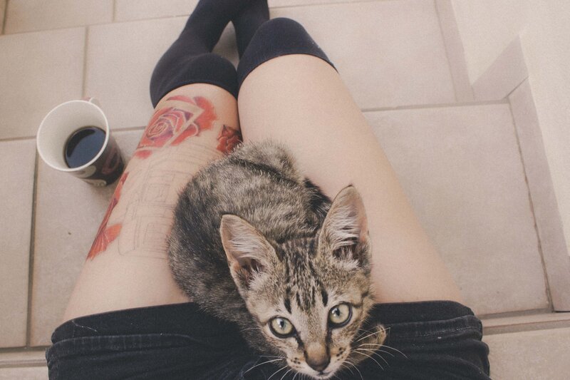 kitten on lap with tattoo