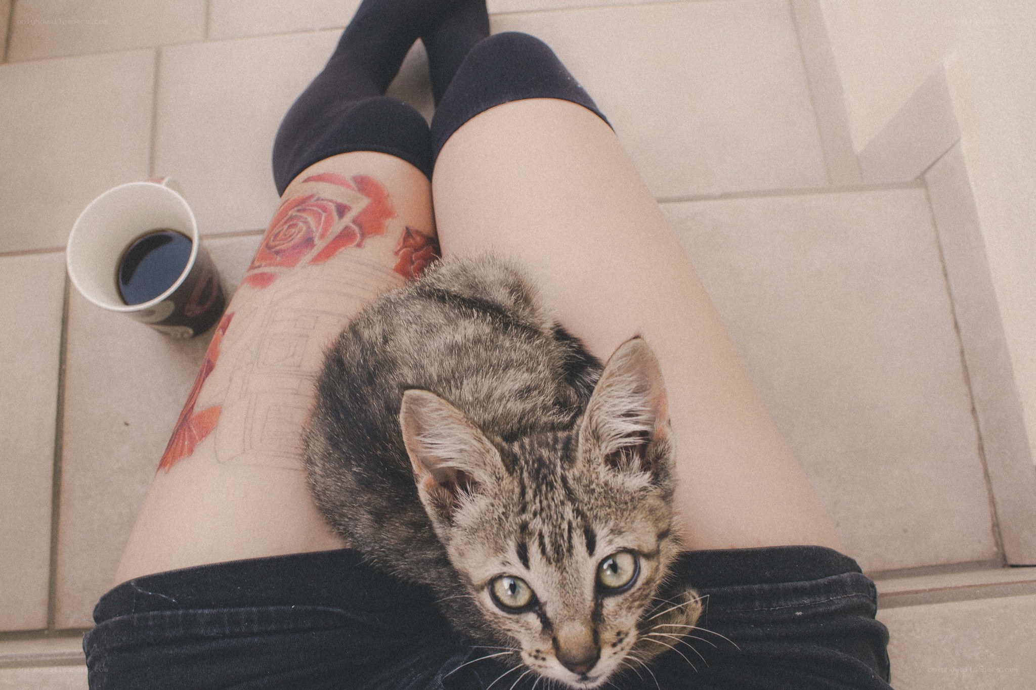 kitten on lap with tattoo