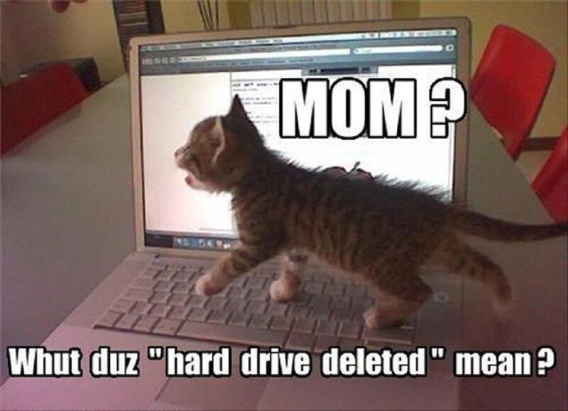 Kitten on Laptop — Brown