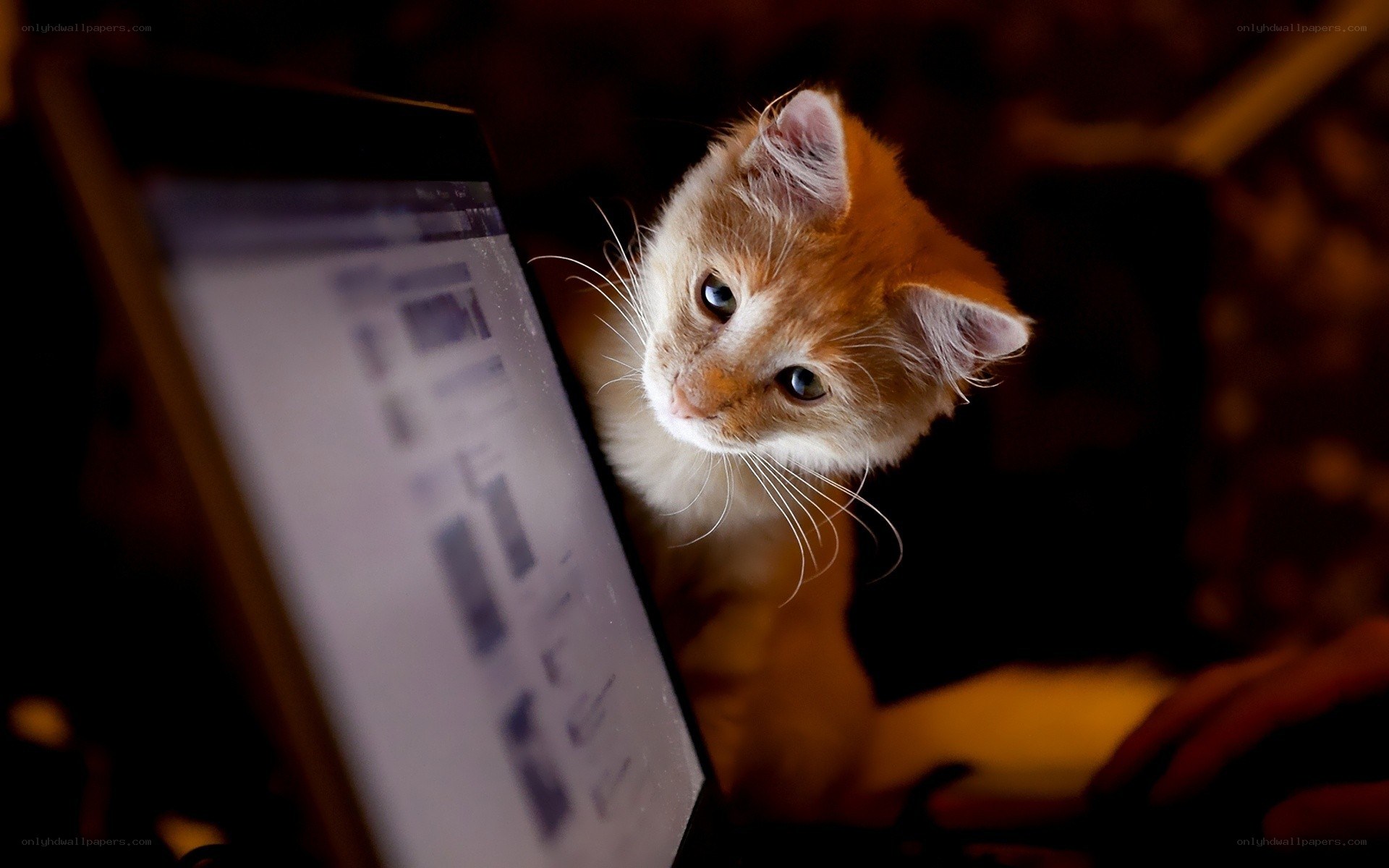 kitten on laptop screen