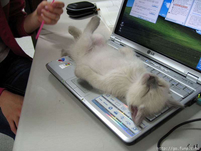 Kitten on Laptop