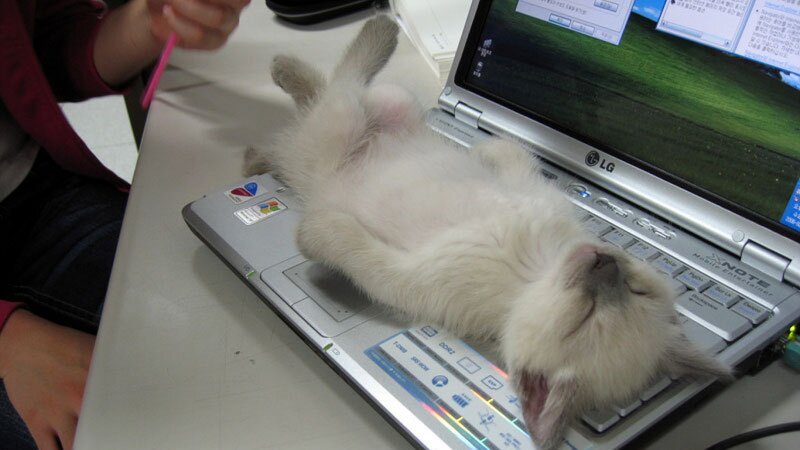 Kitten on Laptop — White
