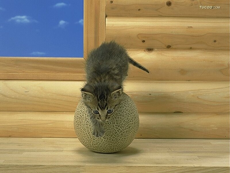 Kitten on Melon