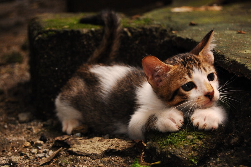 kitten on mossy stone