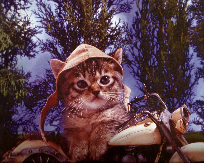 Kitten on Motorcycle