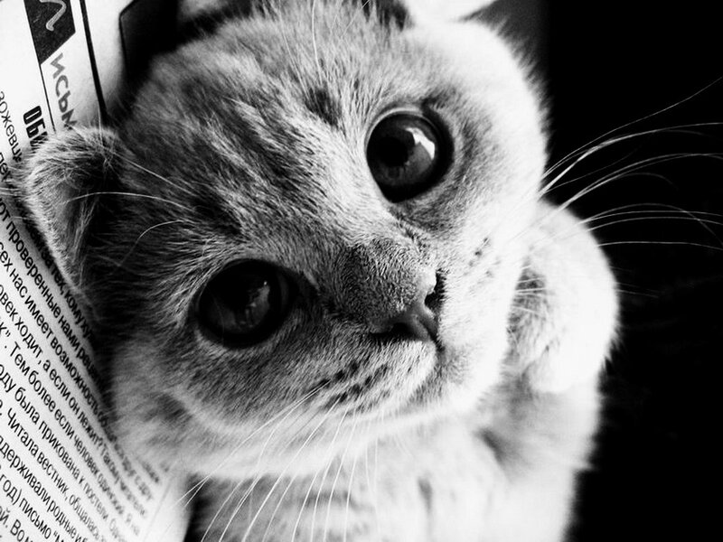 Kitten on Newspaper
