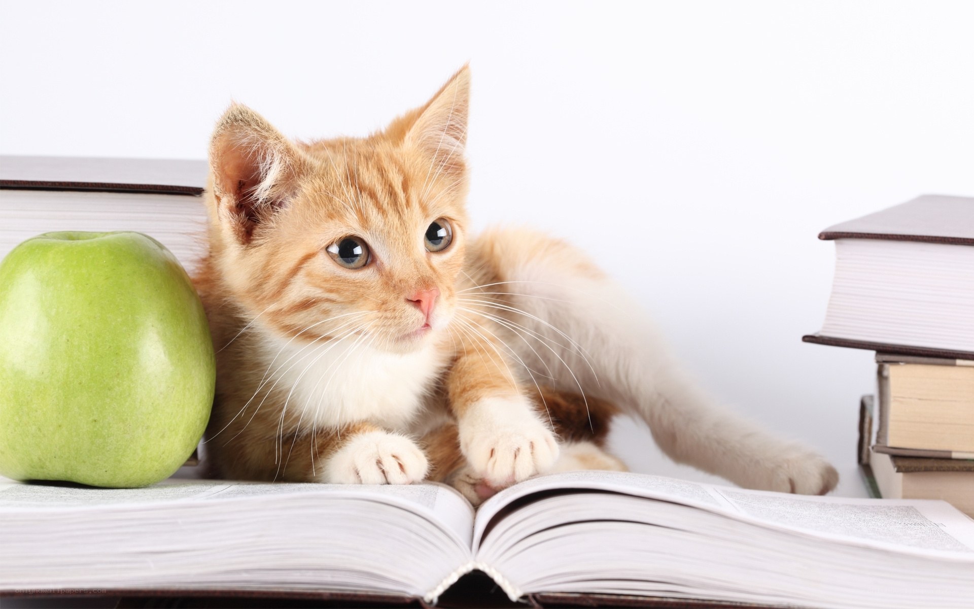 kitten on open book