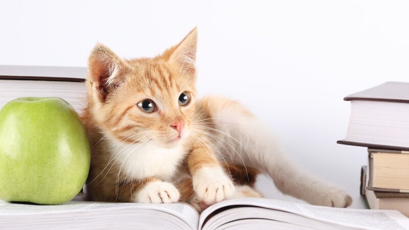kitten on open book