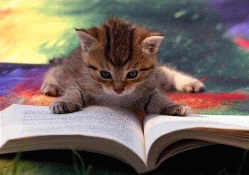 Kitten on Open Book — Brown, Calm