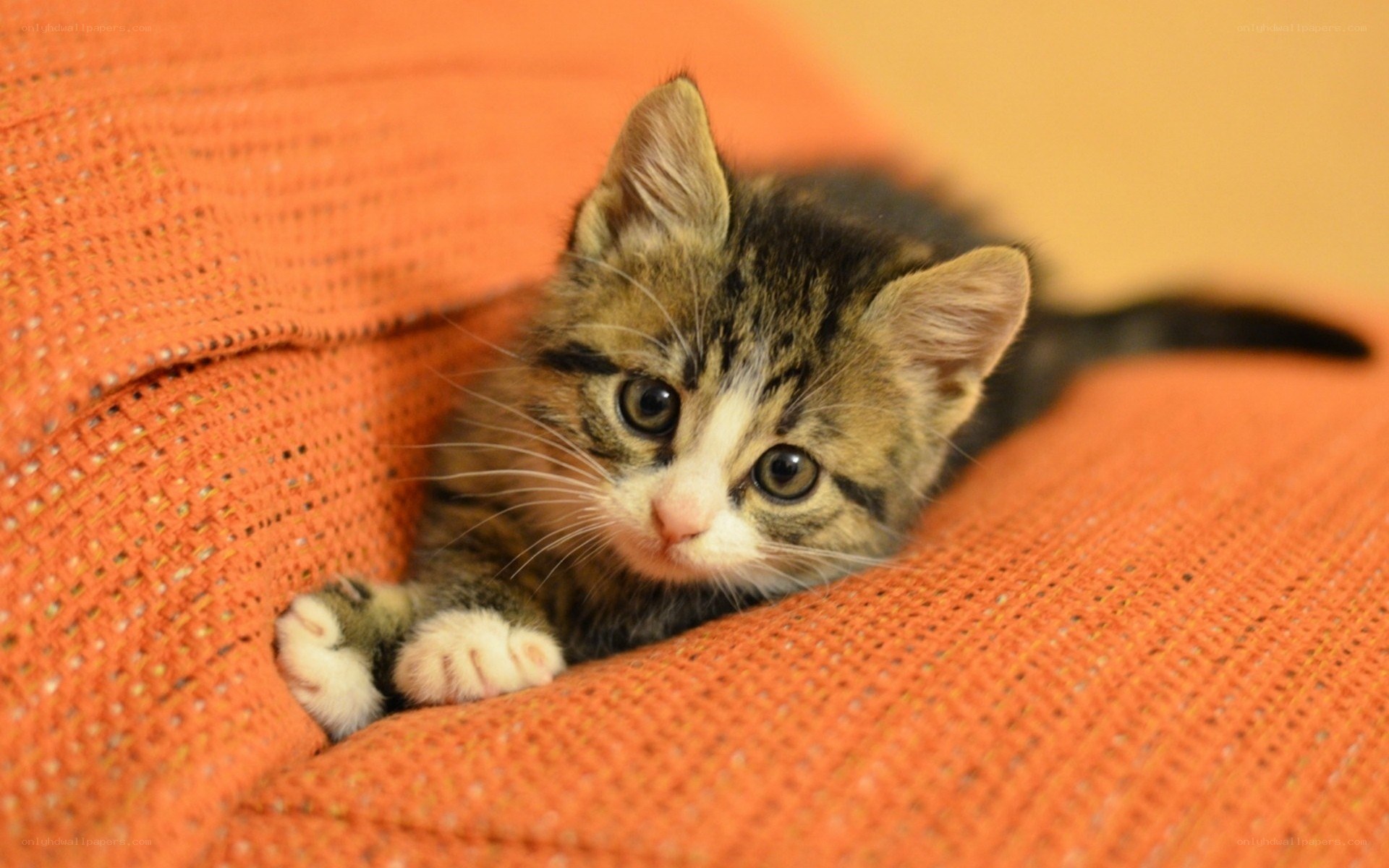 kitten on orange fabric