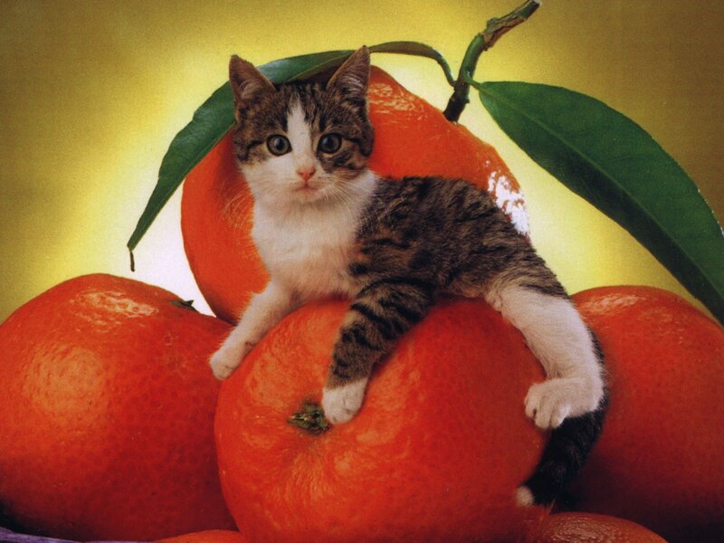kitten on oranges