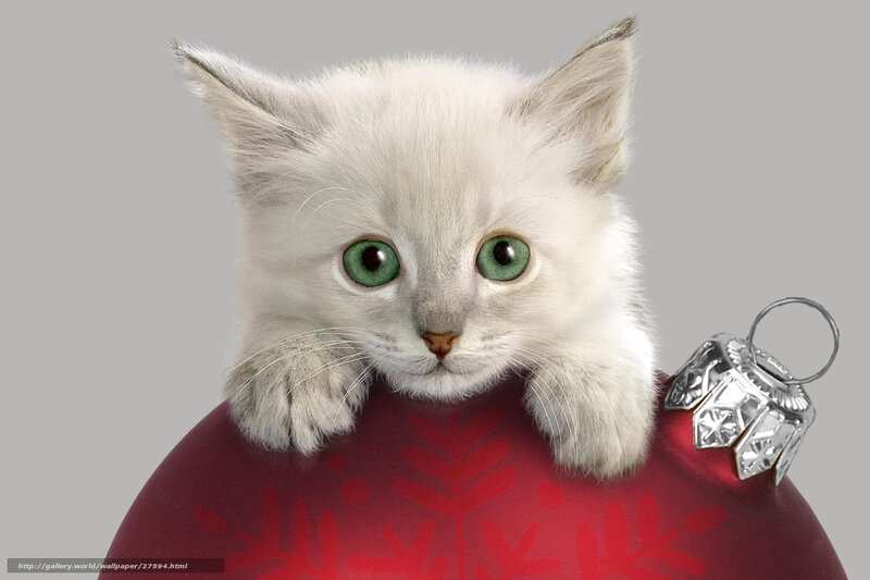 kitten on ornament
