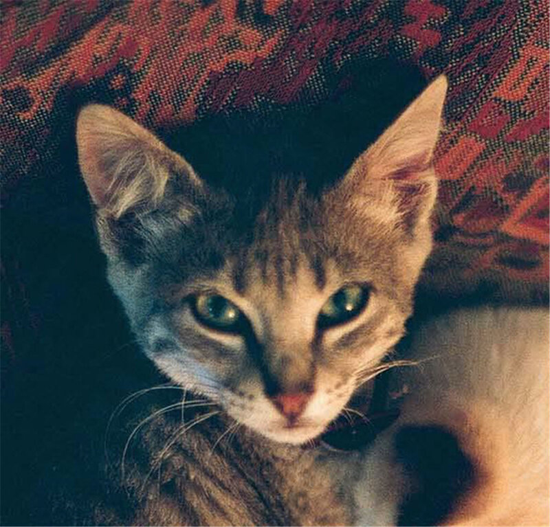 kitten on patterned fabric