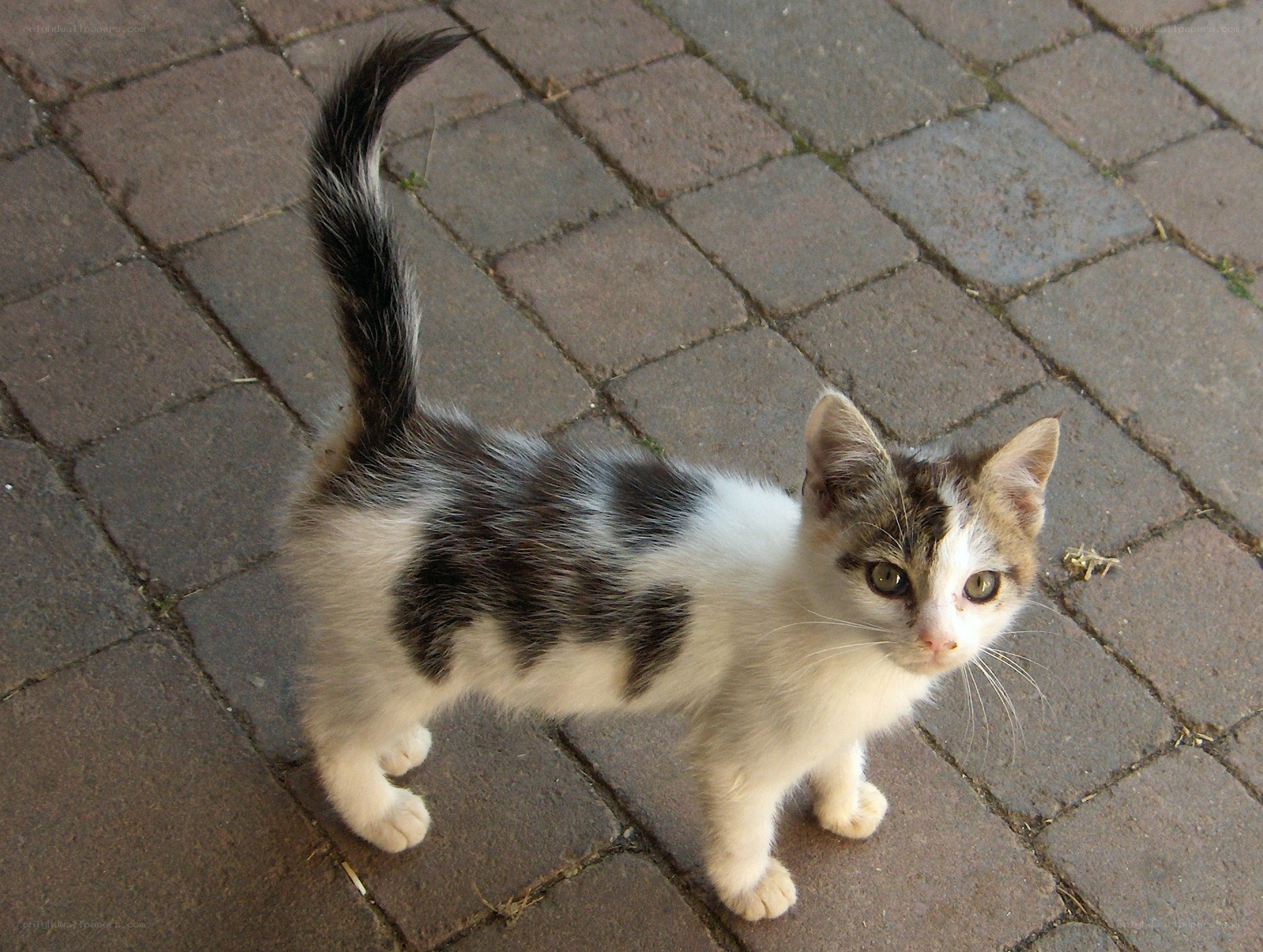 kitten on paved ground