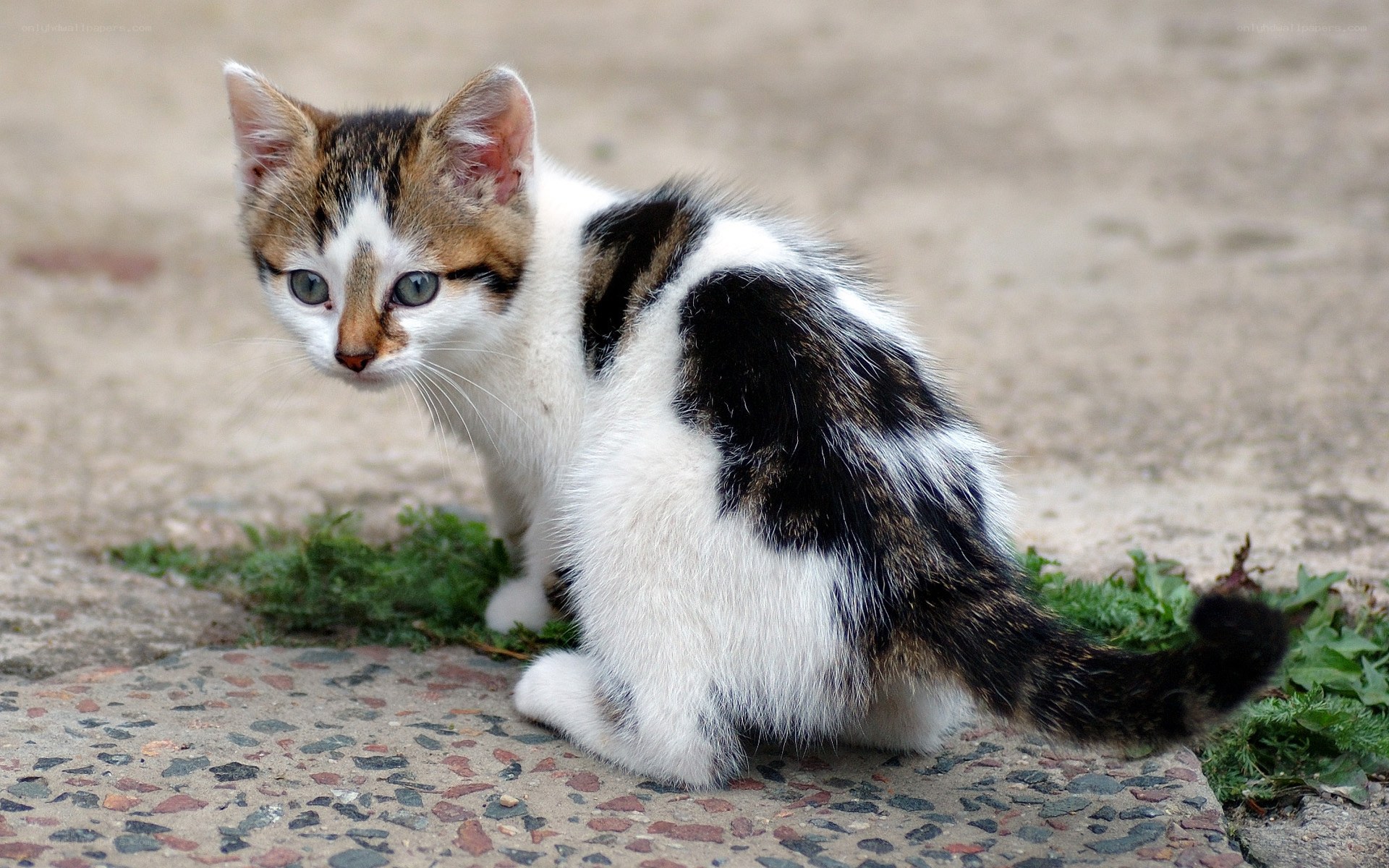kitten on pavement