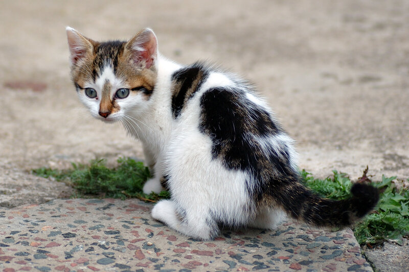 kitten on pavement