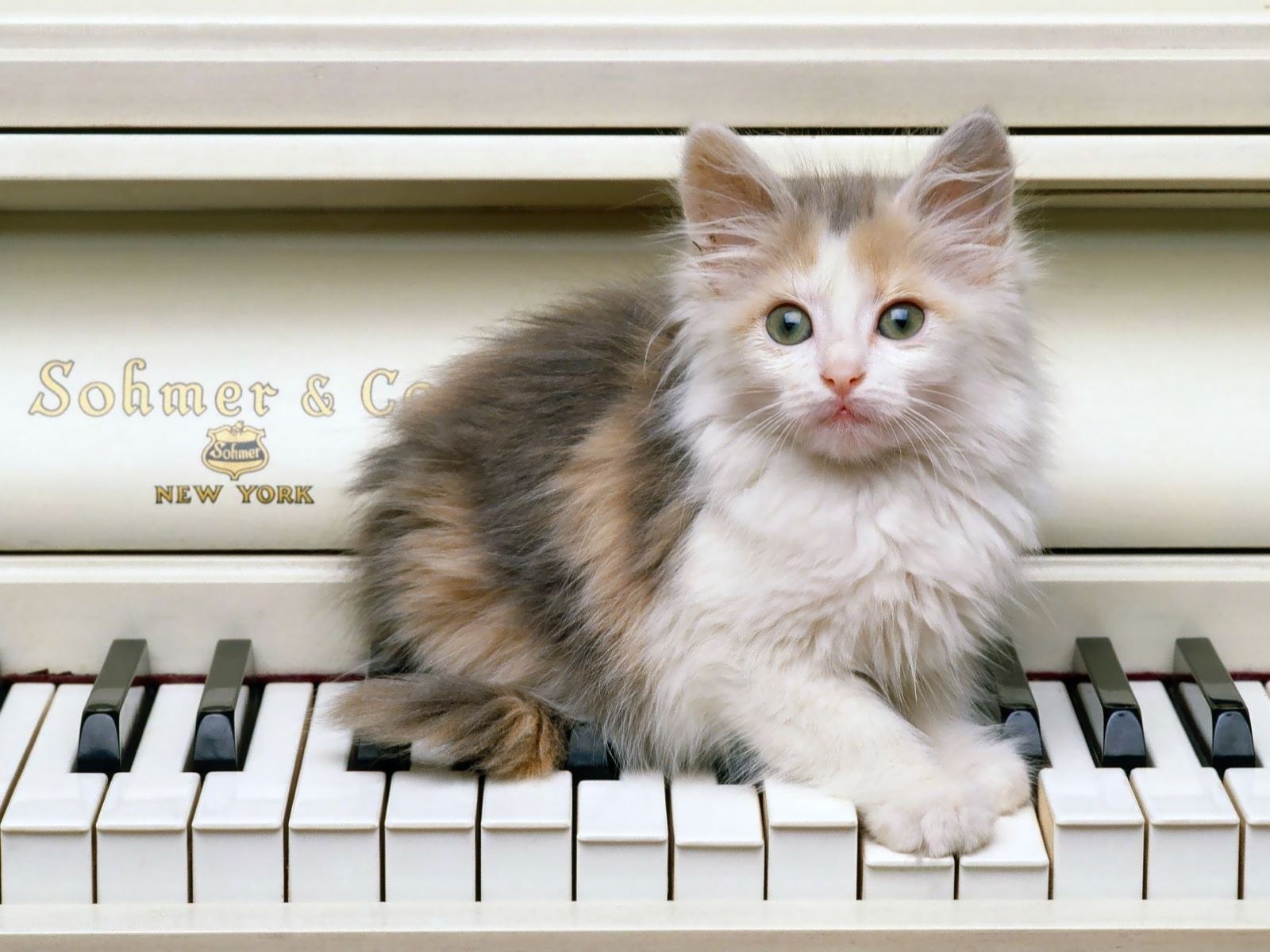 kitten on piano keyboard