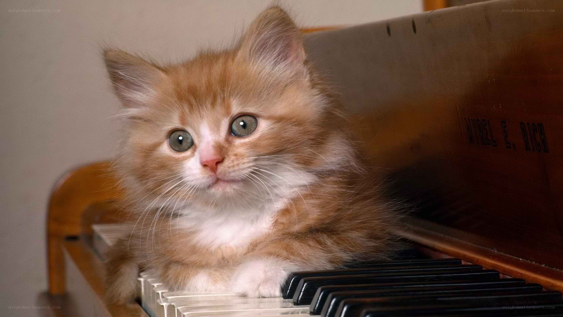 kitten on piano keyboard