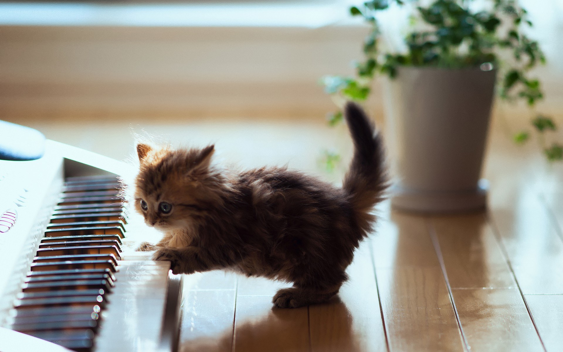 kitten on piano keyboard
