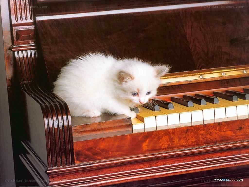 kitten on piano keyboard