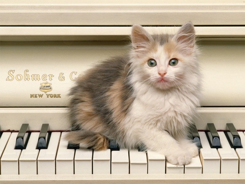 kitten on piano keyboard