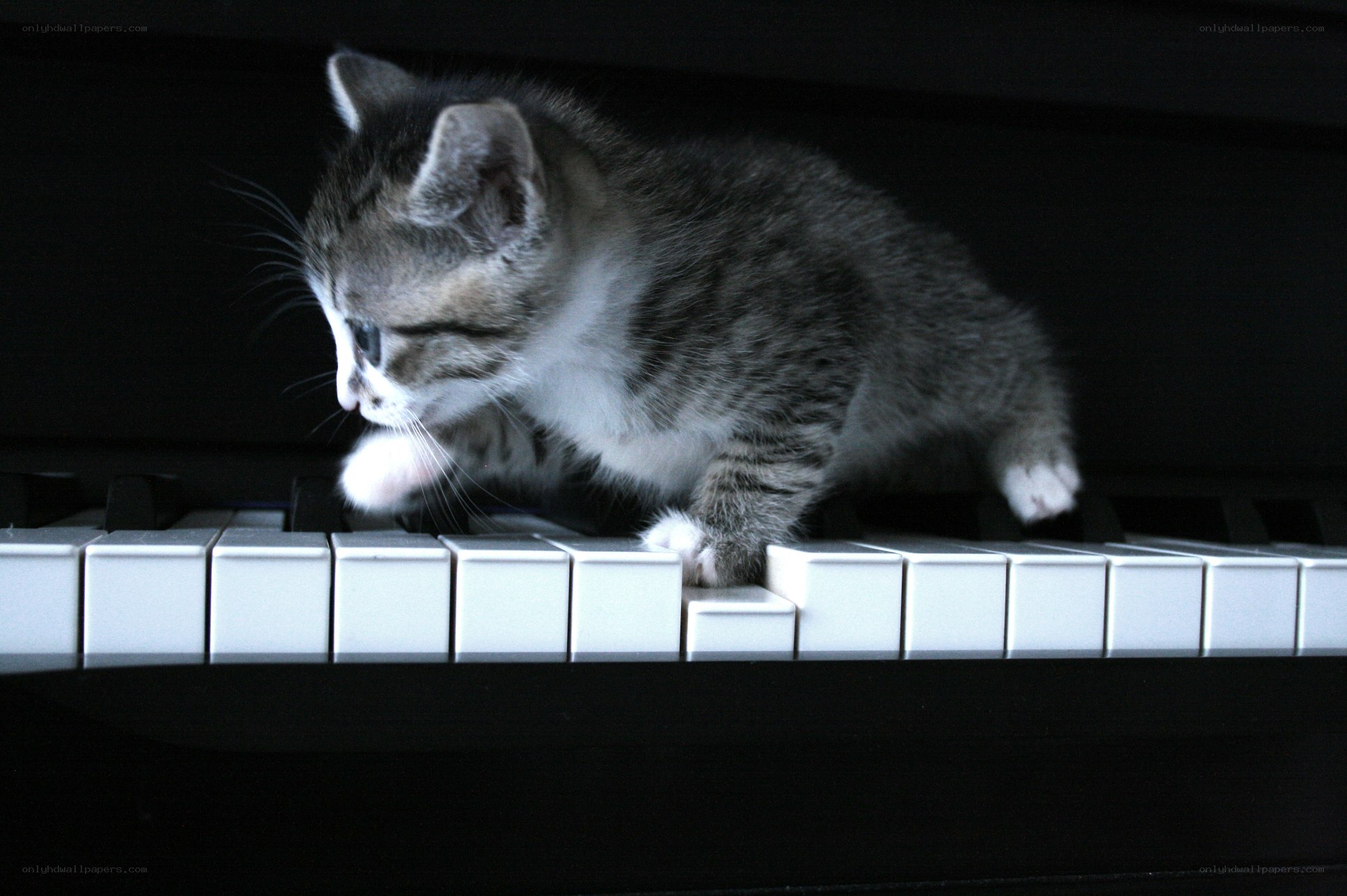 kitten on piano keys