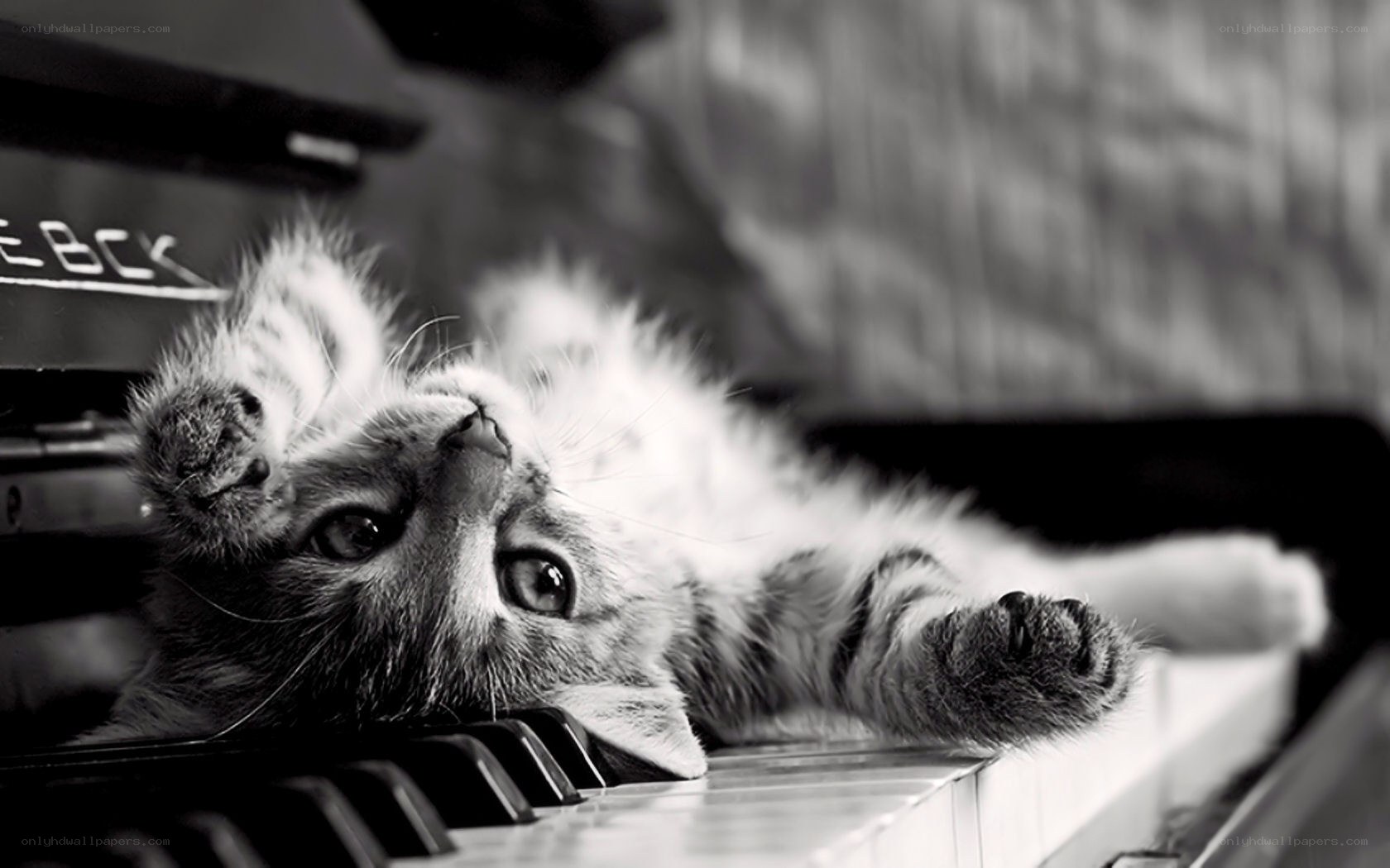 kitten on piano keys