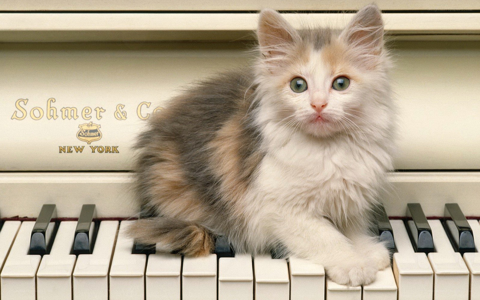 kitten on piano keys