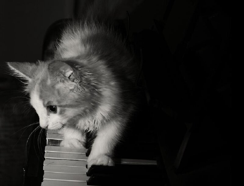 kitten on piano keys