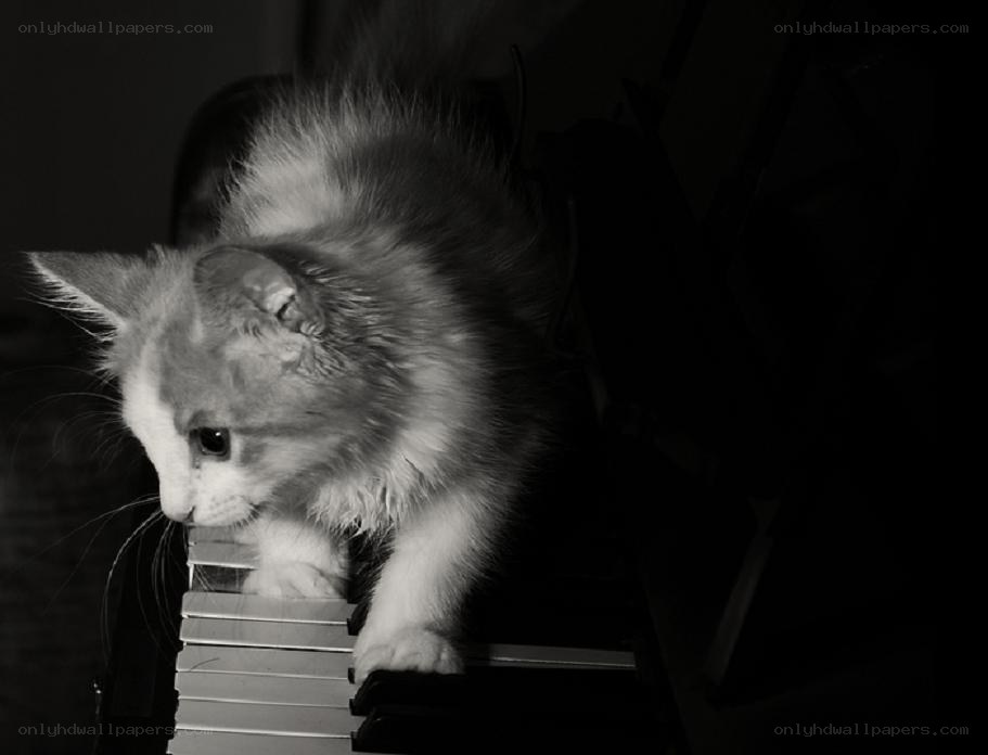 kitten on piano keys