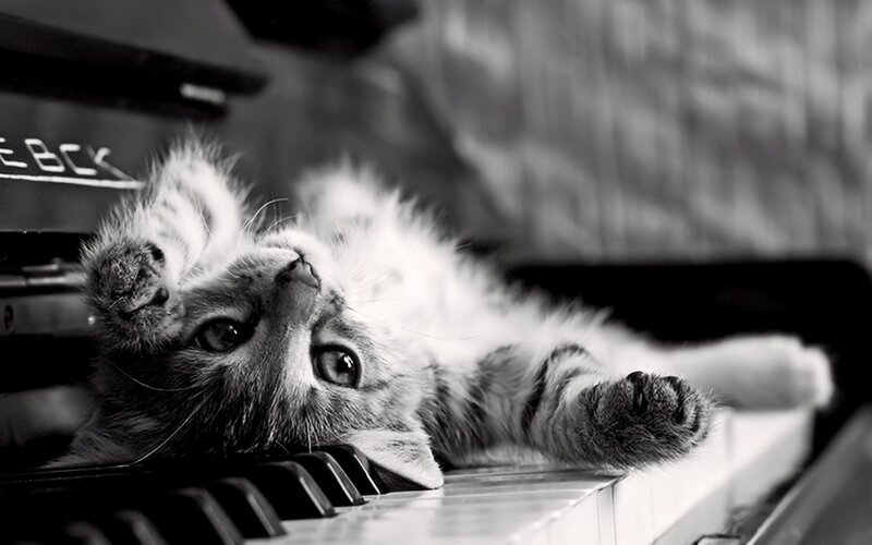 Kitten on Piano Keys — Black, Playful, Photograph